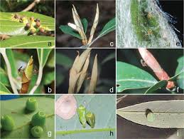 Attēlu rezultāti vaicājumam “Rabdophaga heterobia”