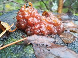 Attēlu rezultāti vaicājumam “Exidia repanda”