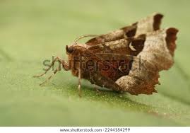 Attēlu rezultāti vaicājumam “Selenia tetralunaria”