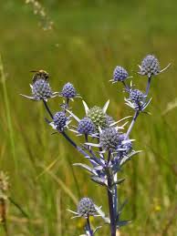 Attēlu rezultāti vaicājumam “Eryngium planum fruit”