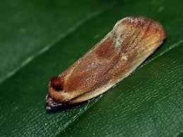 Attēlu rezultāti vaicājumam “Eulia ministrana”