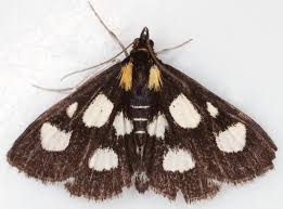 Attēlu rezultāti vaicājumam “Anania funebris”