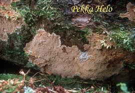 Attēlu rezultāti vaicājumam “Asterodon ferruginosus”