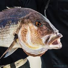 Image result for Dentex dentex