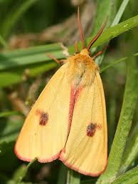 Attēlu rezultāti vaicājumam “Diacrisia sannio”