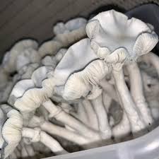 True Albino Teacher mushroom