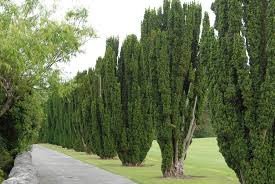 Attēlu rezultāti vaicājumam “Taxus baccata”