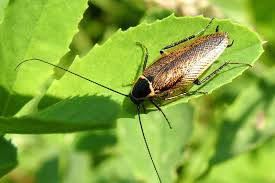 Attēlu rezultāti vaicājumam “Ectobius sylvestris male”