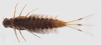 Attēlu rezultāti vaicājumam “Siphlonurus”