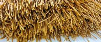 Image result for seppi tehron