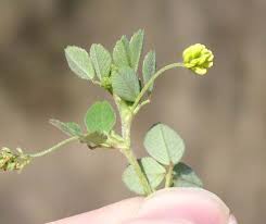 Attēlu rezultāti vaicājumam “Medicago lupulina flower”