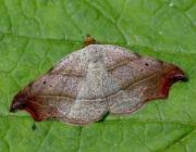 Attēlu rezultāti vaicājumam “Laspeyria flexula”