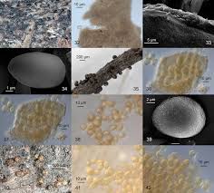 Attēlu rezultāti vaicājumam “Licea minima spores”