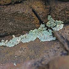 Attēlu rezultāti vaicājumam “Lepraria incana”