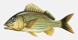 Image result for Haemulon sciurus