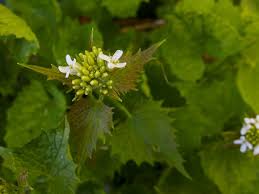 Attēlu rezultāti vaicājumam “Alliaria petiolata leaf”
