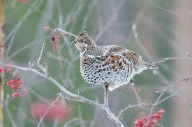 Attēlu rezultāti vaicājumam “Bonasa bonasia eggs”