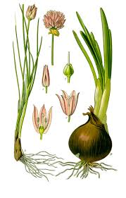 Image result for Allium schoenoprasum