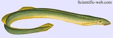 Image result for Lampetra fluviatilis