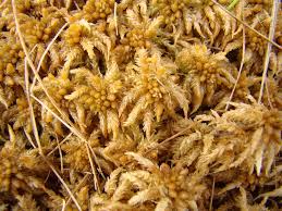 Attēlu rezultāti vaicājumam “Sphagnum balticum”