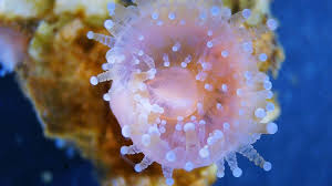 ผลการค้นหารูปภาพสำหรับ strawberry anemone