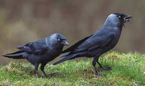 Attēlu rezultāti vaicājumam “Corvus monedula adult”