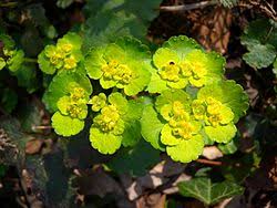 Attēlu rezultāti vaicājumam “Chrysosplenium alternifolium bud”