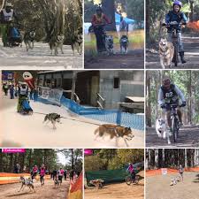 Image result for Team Ice Fire British Sled Dog Racing Team