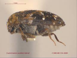 Attēlu rezultāti vaicājumam “Dermestidae”