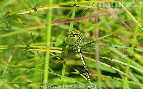 Attēlu rezultāti vaicājumam “Aeshna viridis”
