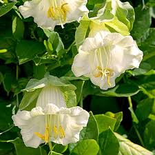 Image result for Glockenrebe