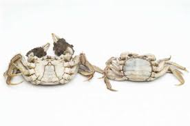 Image result for Eriocheir sinensis