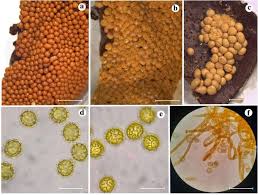 Attēlu rezultāti vaicājumam “Oligonema favogineum young”