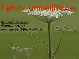 Attēlu rezultāti vaicājumam “Umbelliferae”