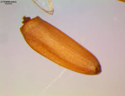 Attēlu rezultāti vaicājumam “Cirsium arvense fruit”