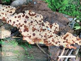 Attēlu rezultāti vaicājumam “Junghuhnia collabens”