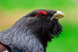 Attēlu rezultāti vaicājumam “Tetrao urogallus male”