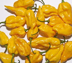 Afbeeldingsresultaat voor yellow fratali hot pepper
