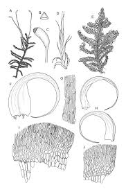 Attēlu rezultāti vaicājumam “Sanionia uncinata”