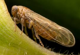 Attēlu rezultāti vaicājumam “Delphacidae”