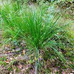 Attēlu rezultāti vaicājumam “Carex elongata”