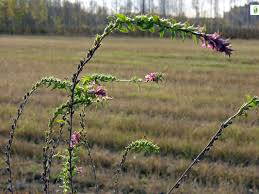 Attēlu rezultāti vaicājumam “Odontites vulgaris flower”