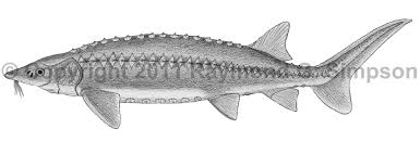 Image result for Acipenser fulvescens