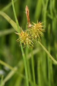 Attēlu rezultāti vaicājumam “Carex flava”