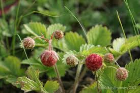Attēlu rezultāti vaicājumam “Fragaria viridis leaf”