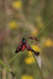 Attēlu rezultāti vaicājumam “Zygaena filipendulae”