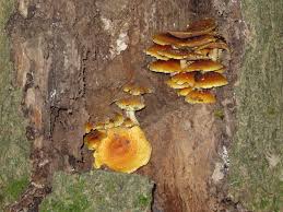 Attēlu rezultāti vaicājumam “Stropharia albocrenulata”