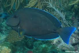 Image result for Acanthurus chirurgus