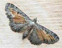 Attēlu rezultāti vaicājumam “Eupithecia icterata”