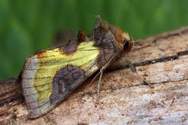 Attēlu rezultāti vaicājumam “Diachrysia tutti”